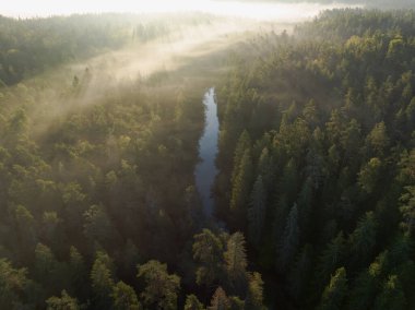 Spruce Ormanı ve Taevaskoja 'daki Ahja nehri üzerinde sis, sonbaharda gün doğumunda insansız hava aracı görüntüsü..