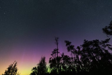 Gece manzarası, yıldızlı gökyüzü, kuzey ışıkları ve ağaç siluetleri.. 
