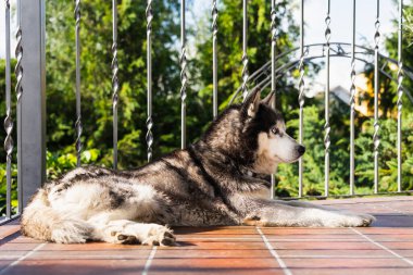 An adult husky dog ??lies on the porch of a house on a summer day, side view. clipart