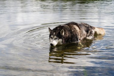 İri bir köpek mi? Farklı renklerde gözlerle su içerken doğada bir gölde duruyoruz..