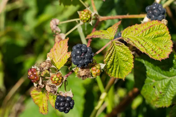 stock image Wild growing blackberries in Estonia, close-up photo. 