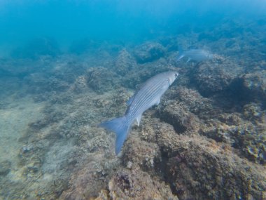 Fransa kıyıları açıklarında Akdeniz 'de yüzen bir tekir balığının sualtı fotoğrafı.. 
