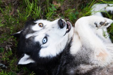 A funny husky doggy ??with multi colored eyes lies on the ground in the forest.  clipart