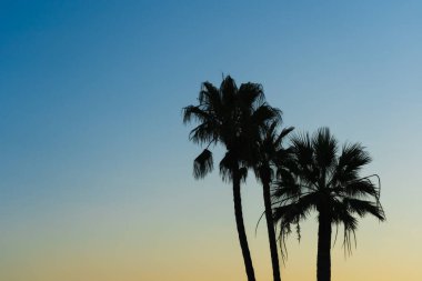 Günbatımında gökyüzüne karşı tropik palmiye ağaçlarının siluetleri. Boşluk fotoğrafını kopyala. 