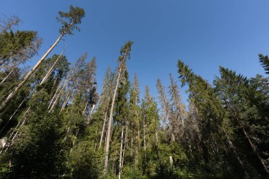 Mavi gökyüzüne karşı uzun ağaçlarla kaplı çam ormanı, Estonya 'da bir yaz günü geniş açılı mercekle çekildi.. 
