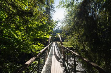 Estonya doğası, Suur Taevaskoja ormanındaki Ahja nehri üzerinde köprü. Sonbahar güneşli bir gün.