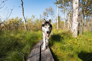 Sibirya köpeği mi? # Seli Bataklığı 'ndaki ormanda ahşap bir patika boyunca uzanan farklı renkli gözlerle #.