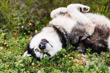 Komik bir kurt köpeği mi? # Çok renkli gözlerle # # Ormanda yerde yatıyor #.