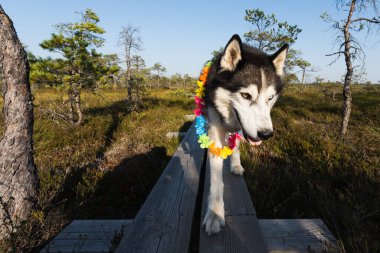 A husky dog ??wearing a Hawaiian flower necklace runs along a wooden path in the Seli Marsh nature reserve on an autumn day.  clipart