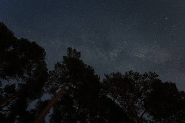 Gece çamı ormanı ve yıldızlı gökyüzü, Samanyolu.