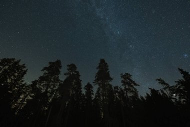 Gece ormanı, Woodland 'daki ağaçların siluetleri yıldızlı gökyüzüne karşı. Taevaskoja, Estonya doğası.