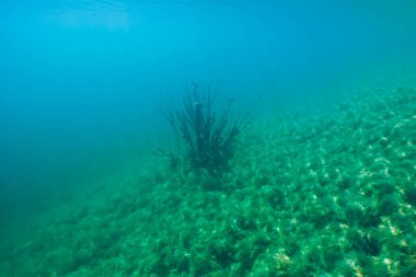 Rummu taş ocağının dibindeki ölü bir ağacın sualtı fotoğrafı. Temiz su. 