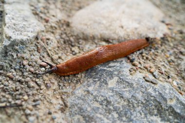 Arion Vulgaris, Estonya 'da toprak yolda sürünen İspanyol sümüklüböcek, makro fotoğraf..