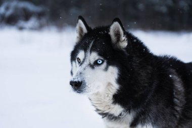 İri bir köpeğin yakın plan fotoğrafı mı? # Kış karlı ormanlarda çok renkli gözler #.