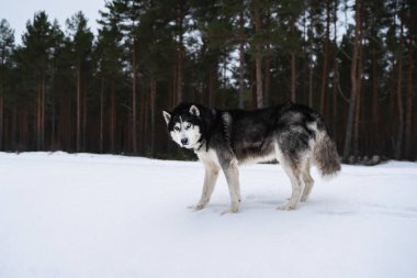 İri köpek mi? Kaberneeme, Estonya doğasında kış ormanlarında yürüyorum..