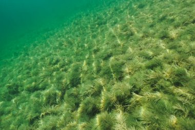 Rummu taş ocağındaki su altı fotoğrafı, bir yaz günü gölün dibinde şeffaf su ve yosunlar..