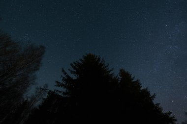 Gece ormanı ve berrak gökyüzü, Estonya 'nın doğası..