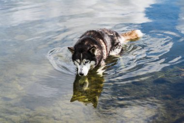 Büyük bir Sibirya Husky köpeği mi? # Güneşli bir günde gölde su üzerinde yürür #.