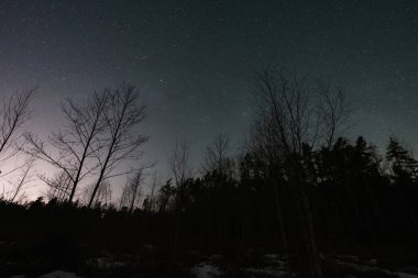 Gece sahnesi, kış ormanı Kaberneeme 'de yıldızlı gökyüzüne karşı, Estonya doğası.