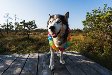 Sibirya köpeği mi? Bir sonbahar günü Seli bataklığında ahşap bir platformda duran Hawaii çiçekli bir kolye takıyordu..