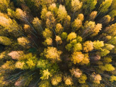 Fotoğraf dokusu arka plan, hava aracı görüntüsü, sonbahar huş ağacı renkli orman.