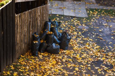 Black cellophane bags with collected leaves on the street near a wooden barn, autumn theme.