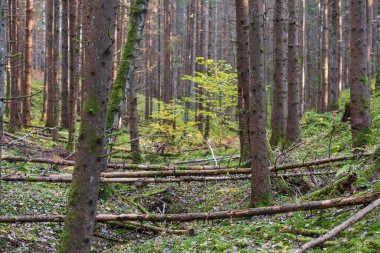 İnce gövdeli ladin ağaçları bir sonbahar günü ormanda rüzgarla devrildi. Letonya 'nın Doğası.