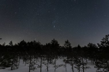 Alçak ağaçlı kış ormanı, gece manzarası ve yıldızlı gökyüzü. Viru raba. 