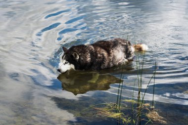 Bir Husky, doğada bir gölde dururken su içer..