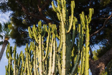 Kaktüs, Euphorbia grande in Nice, Güney Fransa.