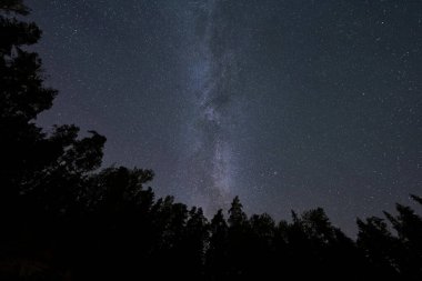 Gece ormanı, astrofotoğrafçılık. Ağaçların siluetleri, yıldızlı gökyüzü ve Samanyolu.