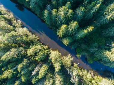 Estonya doğası, orman nehri çerçeveyi çapraz olarak gölgeli ve güneşli taraflara ayırıyor. Kozalaklı ağaçlar. Bir yaz sabahı İHA 'nın görüntüsü. 