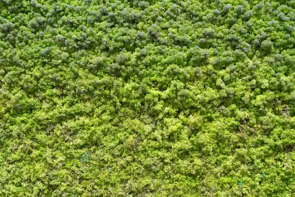 Yeşil yosun duvarı, fotoğraf arkaplan dokusu, duvar kağıdı.