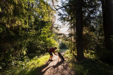 A man owner trains a Siberian husky dog ??in the forest on a summer day. clipart