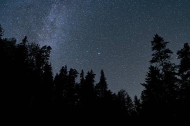 Peyzaj astrofotoğrafçılığı. Gece ormanı. Ağaçların siluetleri ve samanyolu.