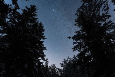Gece sahnesi, kış çam ormanı ve berrak yıldızlı gökyüzü.. 