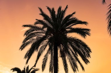 Tropikal palmiye ağaçlarının siluetleri turuncu günbatımı gökyüzüne karşı. 