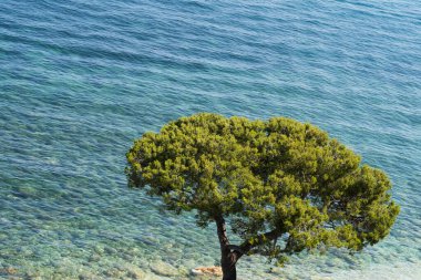 Fransa 'nın güneyinde Akdeniz kıyısında yetişen bir ağaç.. 