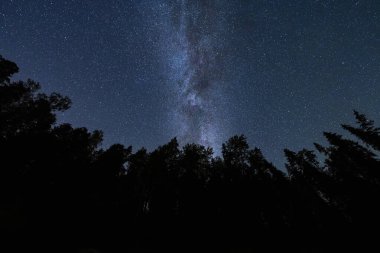 Taevaskoja, gece ormanı ve Samanyolu ile yıldızlı gökyüzü. Galaksi 'nin.