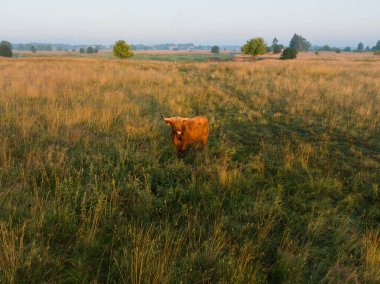 A lone bull grazes in a field on an early summer morning, photo taken from a drone.  clipart