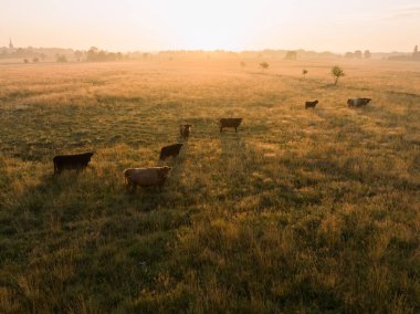 Boğalar ve inekler yazın güneş doğarken bir tarlada otlar, insansız hava aracı bakış açısı.