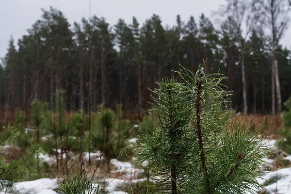 Estonya doğası: Ormanda genç bir çam ağacı, bulutlu hava ve ıslak kar..