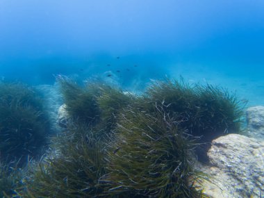 Fransız Rivierası 'nın sualtı dünyası: Derinliklerdeki Posidonia çayırları. Akdeniz 'in açık sularında, Fransa kıyıları açıklarında deniz aygırlarının fotoğrafı.. 