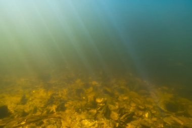 Sunbeams pierce through the water, illuminating the shells on the bed of a picturesque river in Estonia. clipart