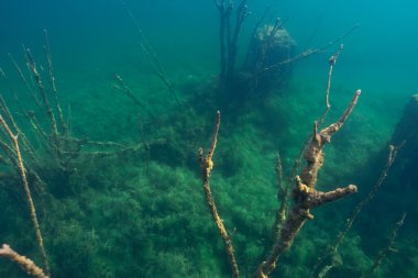 Gölün derinliklerindeki gizemli sualtı ormanı: Sel basmış ağaçların büyüleyici sualtı fotoğrafı, bir su sisi ile örtülmüş..