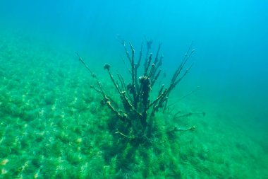 Ghost of the Lake: In the crystal-clear waters of the lake, a dead tree stands frozen, like a silent guardian, keeping the secrets of the underwater world. clipart