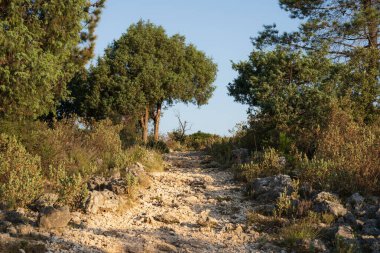 Ardıç ormanından bir dağ zirvesine giden kayalık yol. Seyahat, macera ve doğa projeleri için ideal.