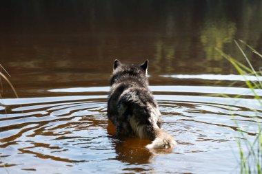 Gri kurt cesurca suya giriyor, kürkü yaz güneşinin ışınlarında parlıyor..