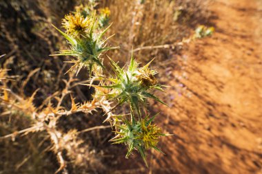 Close-up of three blooming woolly distaff thistle (Carthamus lanatus) heads with yellow flowers and sharp green bracts, illuminated by the sun. clipart