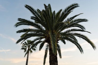 Two Canary Island Date Palm Trees Silhouetted in the Light of a Pale, Setting Sun, With Soft, Wispy Clouds in the Background. clipart